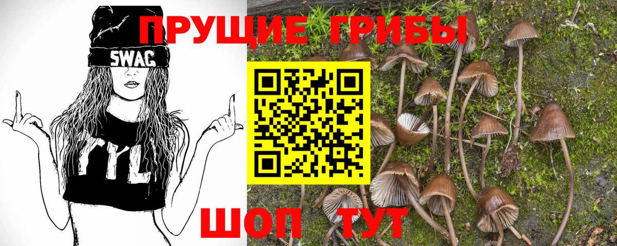 Галлюциногенные грибы Psilocybe Тобольск